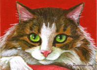 aceo maine coon cat