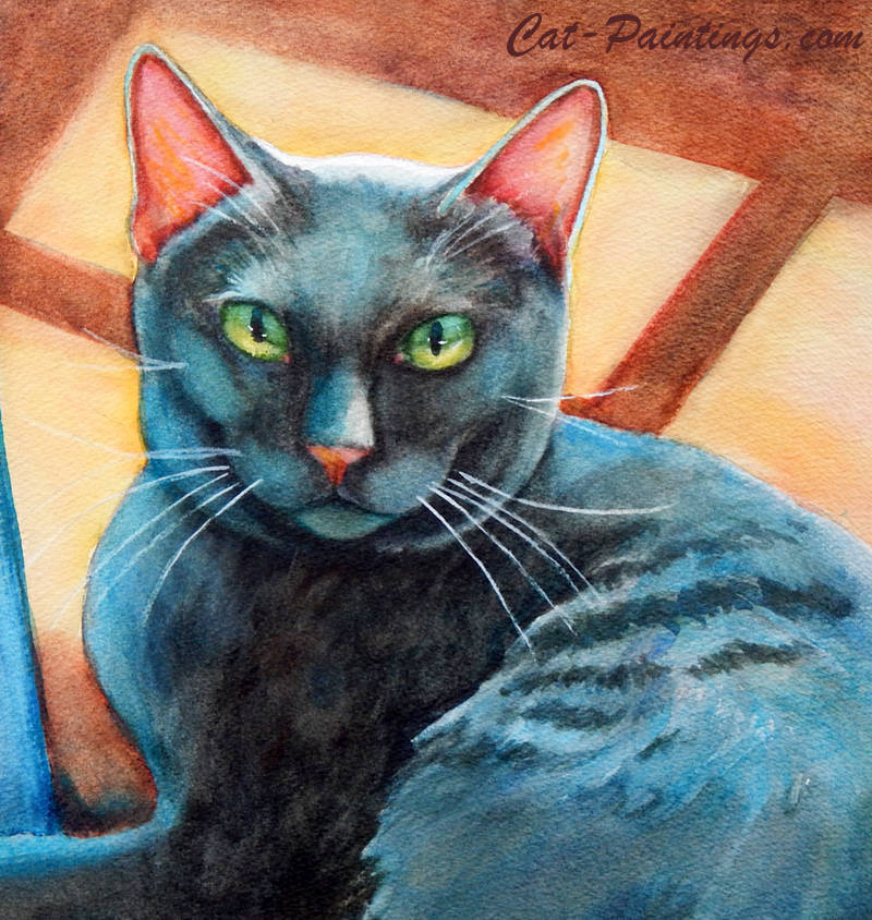 grey tabby cat picture
