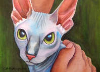 sphynx hairless cat painting